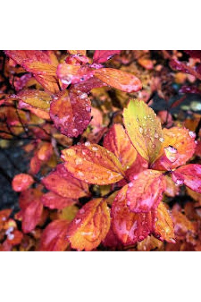 Спірея Ісланд осінь